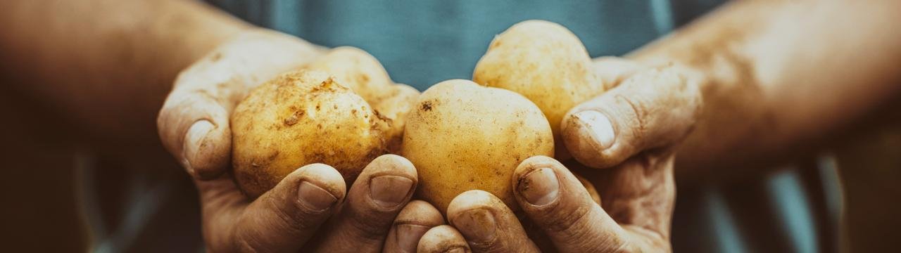 Frisch geerntete Ballerina Kartoffeln