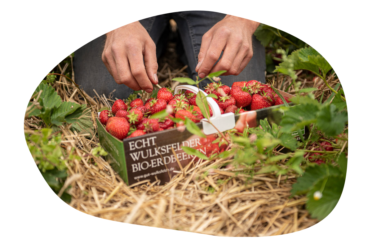 Frisch geerntete Bio Erdbeeren vom Gut Wulksfelde