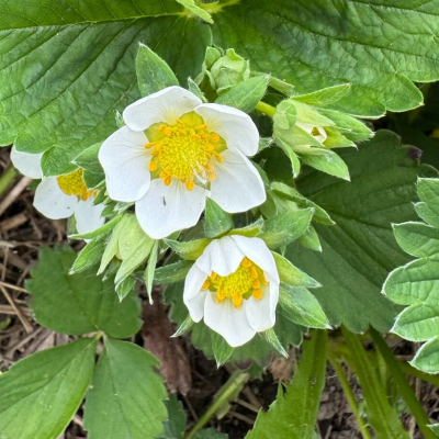 Erdbeerblüte