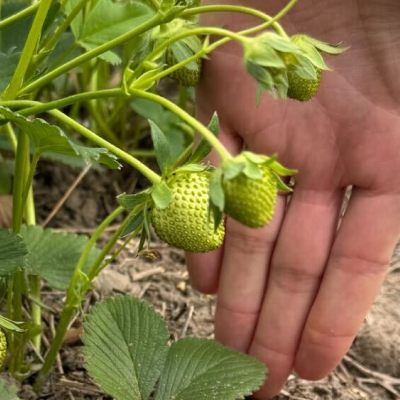 Fruchtansatz
