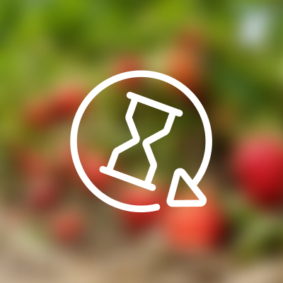 Bald reife Erdbeeren
