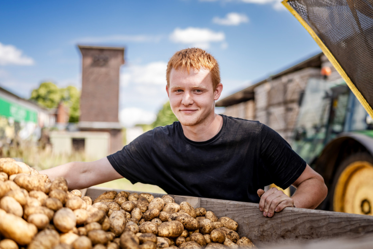 Frisch geerntete Bio-Frühkartoffeln vom Gut Wulksfelde