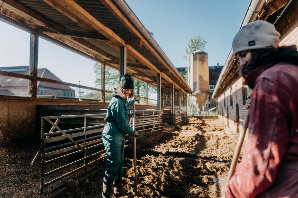 Arbeit im Außenbereich des Schweinestalls