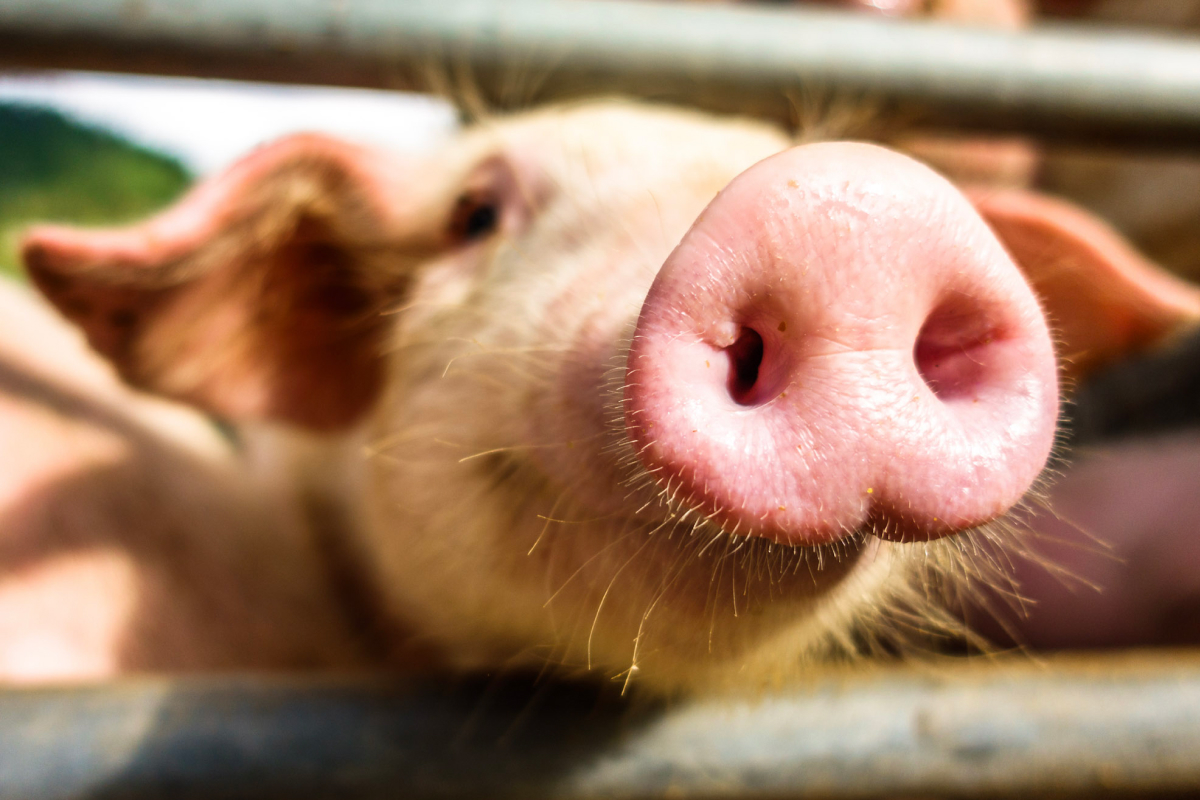 Nahaufnahme eines Schweins