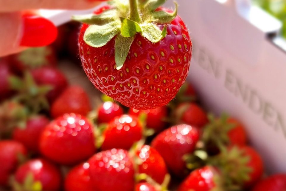 Wulksfelder Erdbeeren