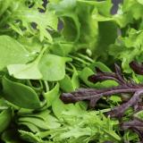 Salat Mixsalat 100 g Wulksfelde