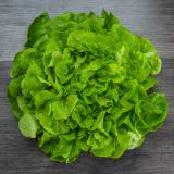 Salat Eichblatt grün Wulksfelde