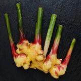 Ingwer frisch Wulksfelde