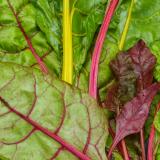 Mangold bunt ca.300 g