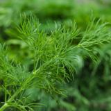 Bund Dill Wulksfelde