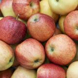 Äpfel Akane
