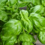 Basilikum im Topf regional