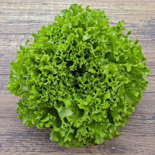 Salat Batavia grün Wulksfelde