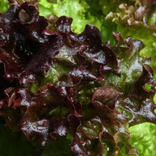 Salat Kopf rot Wulksfelde
