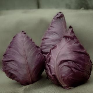 Spitzkohl Rot regional