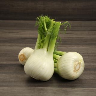 Fenchel Wulksfelde