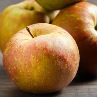 x Äpfel Holsteiner Cox aus dem alten Land