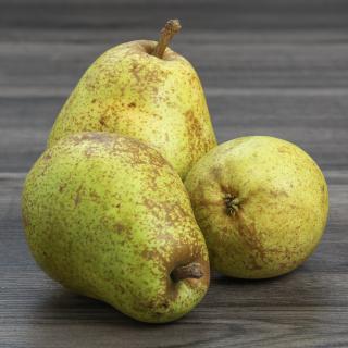 Birne D''Anjou Neue Ernte,