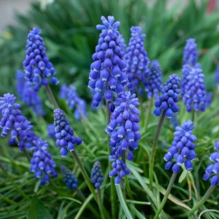 Traubenhyazinthen i.Tontopf regional