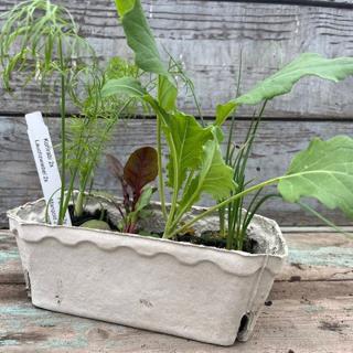 Gemüsesetzlinge im 8er Tray Wulksfelde