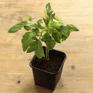 Tomatenpflanze Cherry Wulksfelde