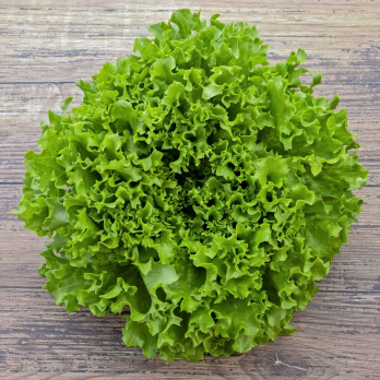 Salat Batavia grün Wulksfelde