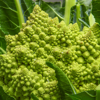 Romanesco Blumenkohl regional
