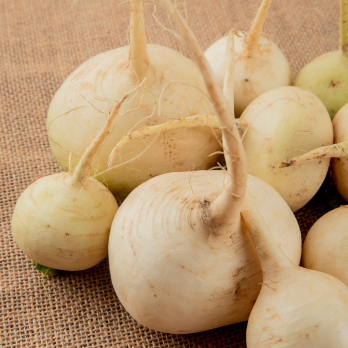 Goldballrüben regional