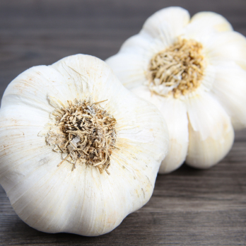 Knoblauchknolle