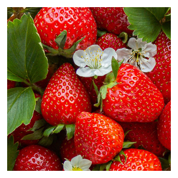 Erdbeeren 250 g regional
