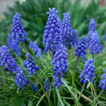 Traubenhyazinthen i.Tontopf regional