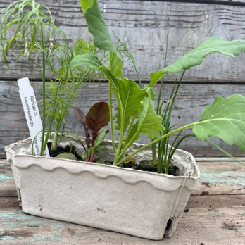 Gemüsesetzlinge im 8er Tray Wulksfelde