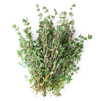 Thymian im Topf regional