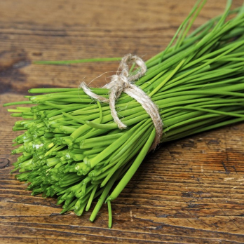 Schnittlauch im Topf regional