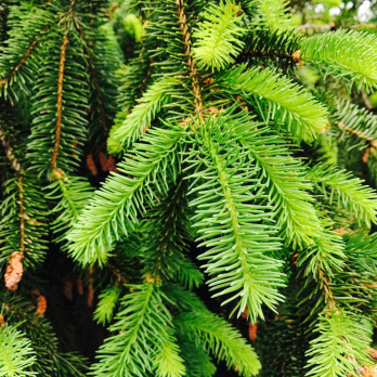Nordmanntanne Handbunde 5  Zweige