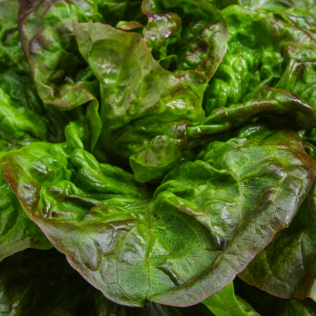 Salat Kopf grün Gut Wulksfelde