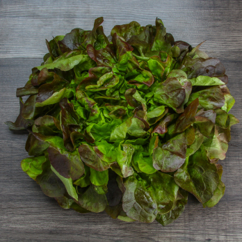 Salat Eichblatt rot