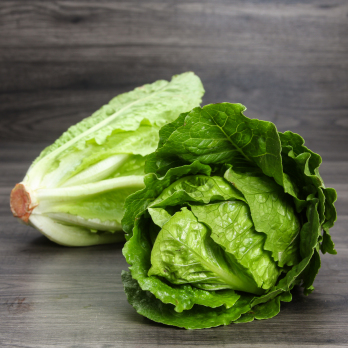 Salat Römer Gut Wulksfelde
