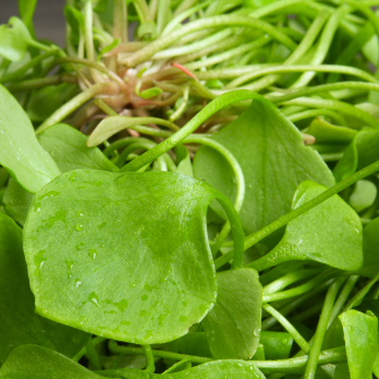 Salat Postelein 100 g regional