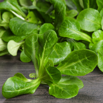 Salat Feldsalat 100 g Wulksfelde