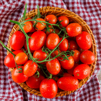 Tomaten Cherry-Strauch